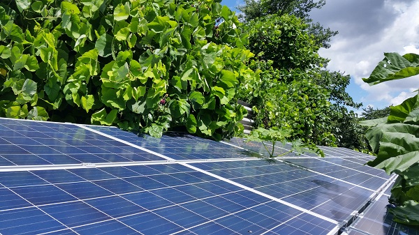 太陽光発電設備が雑草によってうまく発電できない事例